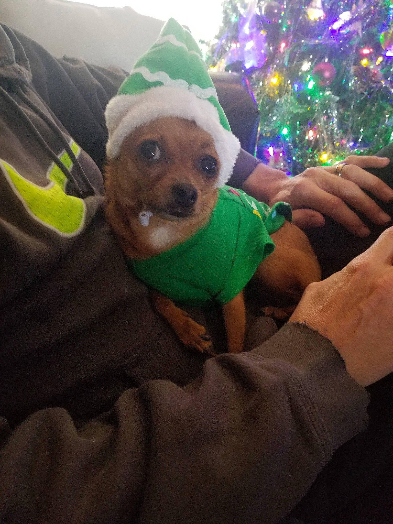 Ellie Mae joined the competition — help win amazing prizes! canidae, carnivore, christmas, companion_dog, dog, dog_breed, fawn, holiday, puppy, smile, sporting_group