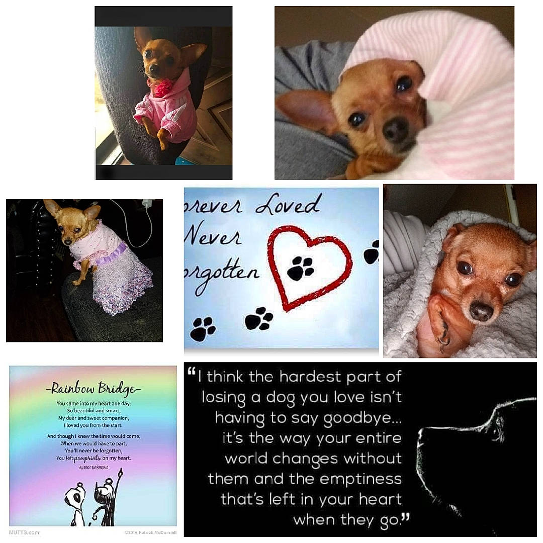 Ellie Mae joined the competition — help win amazing prizes! carnivore, companion_dog, dog, dog_breed, dog_supply, ear, fawn, font, fur, happy, liver, organism, photo_caption, sleeve, snout, stuffed_toy, toy, toy_dog, whiskers, working_animal