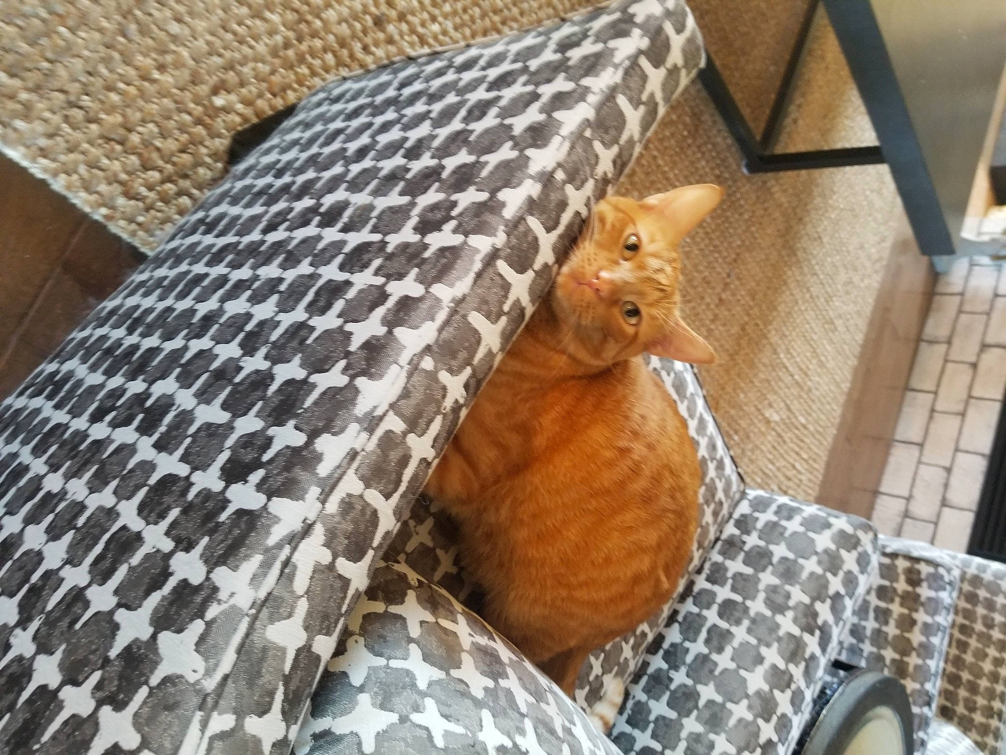 Sage is registered to the contest to win money with this photo: comfort, couch, fawn, felidae, floor, flooring, hardwood, home_accessories, linens, pattern, room, small_to_medium_sized_cats, table, tablecloth, tableware, tail, terrestrial_animal, toy, whiskers, wood