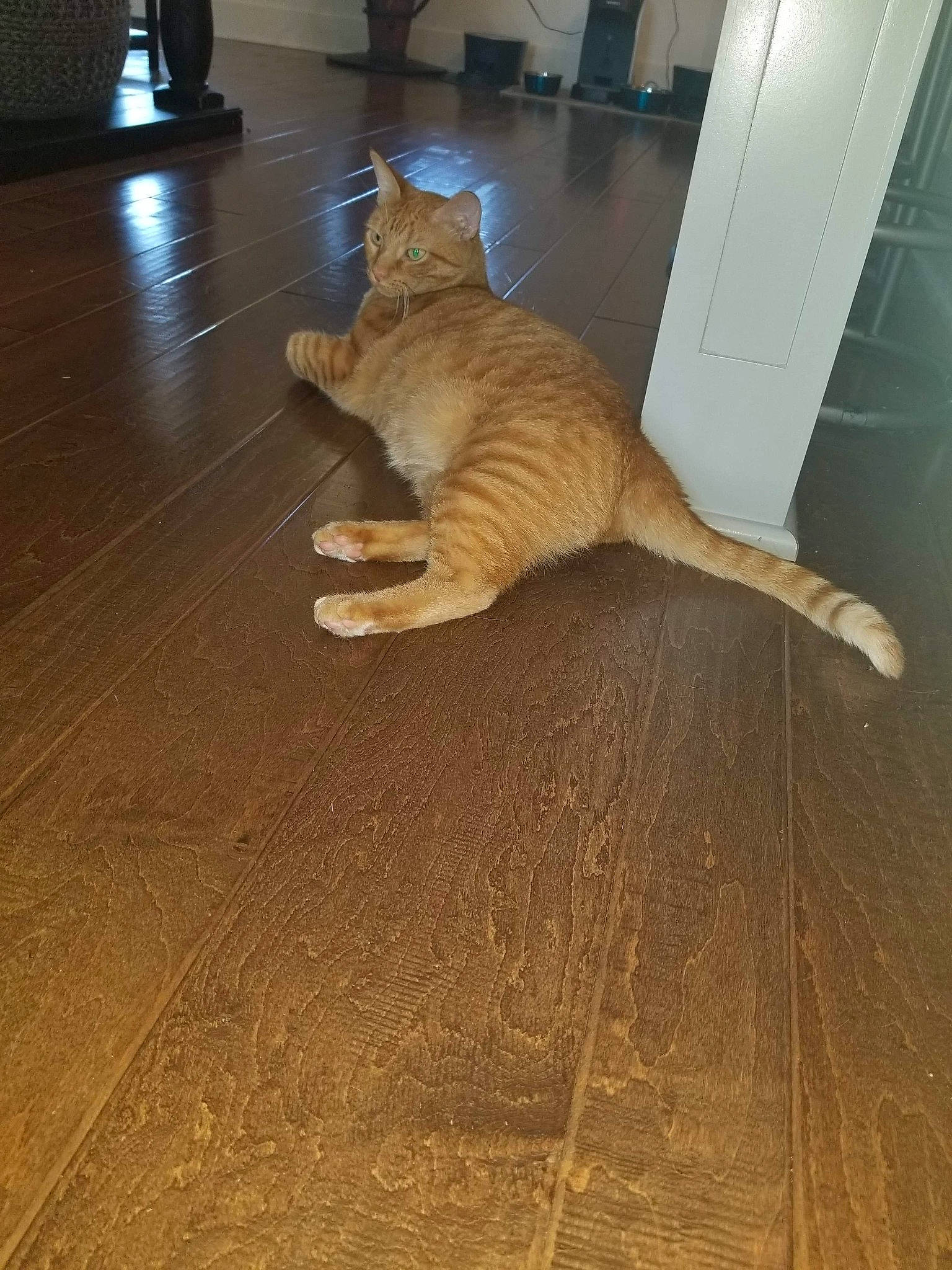 Sage joined the competition — help win amazing prizes! carnivore, cat, domestic_short_haired_cat, felidae, floor, flooring, fur, hardwood, laminate_flooring, small_to_medium_sized_cats, tail, terrestrial_animal, tile, toe, varnish, vertebrate, whiskers, wood, wood_flooring, wood_stain