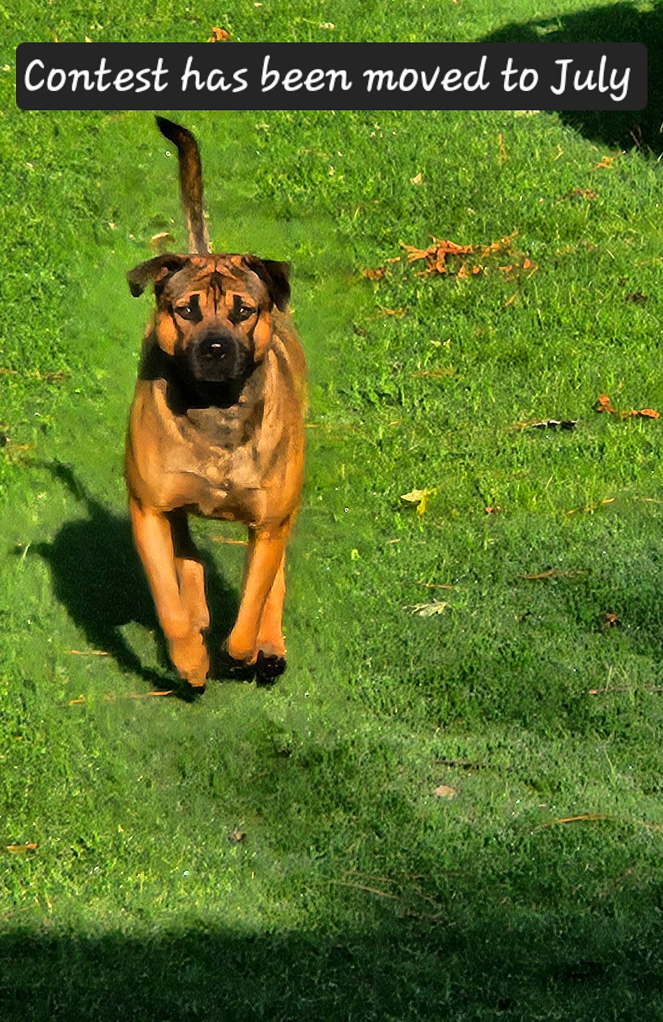 Micco joined the competition — help win amazing prizes! ancient_dog_breeds, carnivore, companion_dog, dog, dog_breed, fawn, grass, grassland, guard_dog, happy, herding_dog, hound, molosser, people_in_nature, photo_caption, snout, sporting_group, terrestrial_animal, wildlife, working_dog