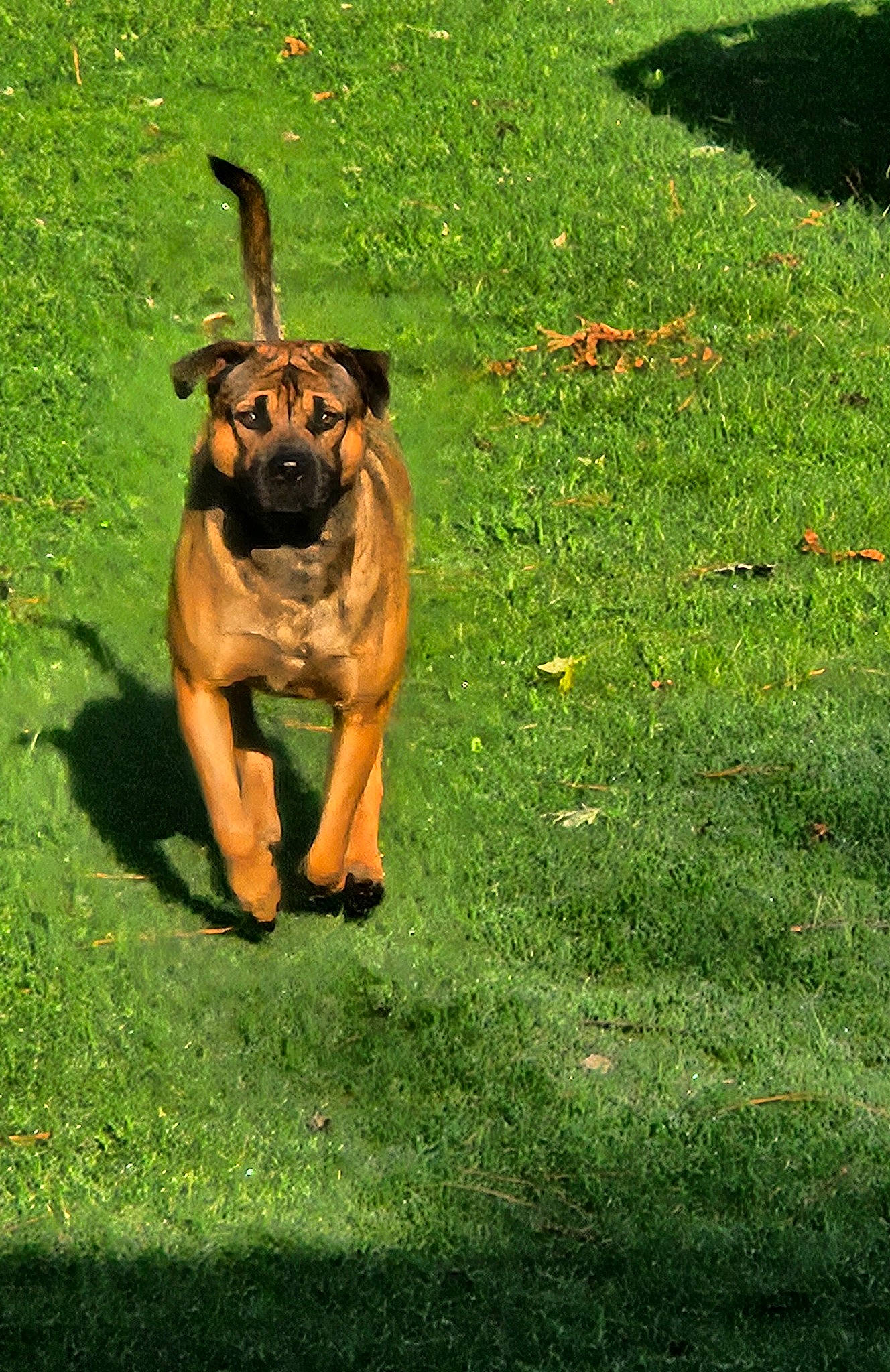 Micco joined the competition — help win amazing prizes! ancient_dog_breeds, canidae, carnivore, companion_dog, dog, dog_breed, fawn, grass, grassland, groundcover, guard_dog, molosser, people_in_nature, plant, snout, sporting_group, terrestrial_animal, wildlife, working_dog