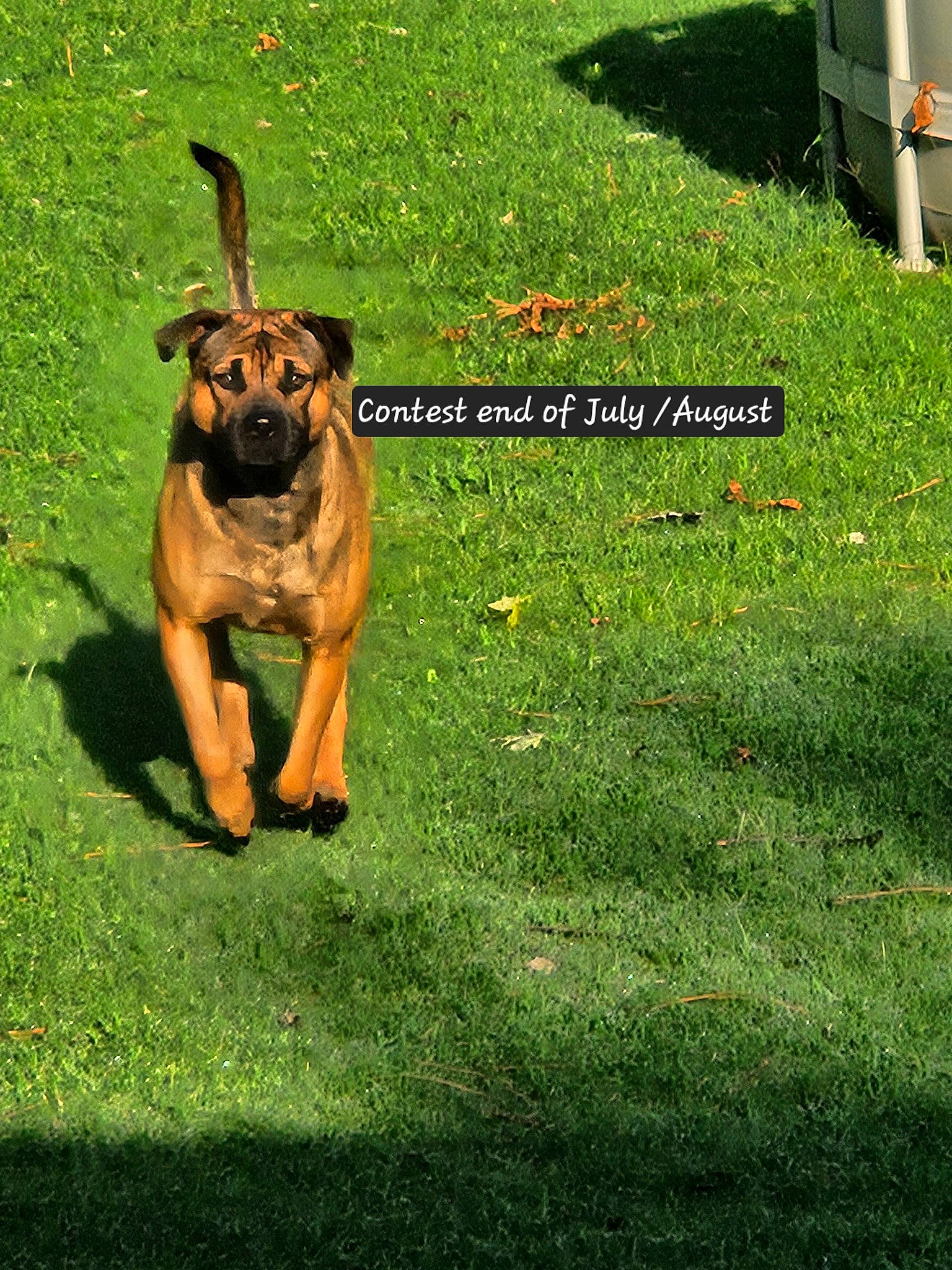 Micco joined the competition — help win amazing prizes! ancient_dog_breeds, canidae, carnivore, companion_dog, dog, dog_breed, fawn, grass, grassland, groundcover, guard_dog, happy, lawn, molosser, plant, sporting_group, terrestrial_animal, working_dog, yard