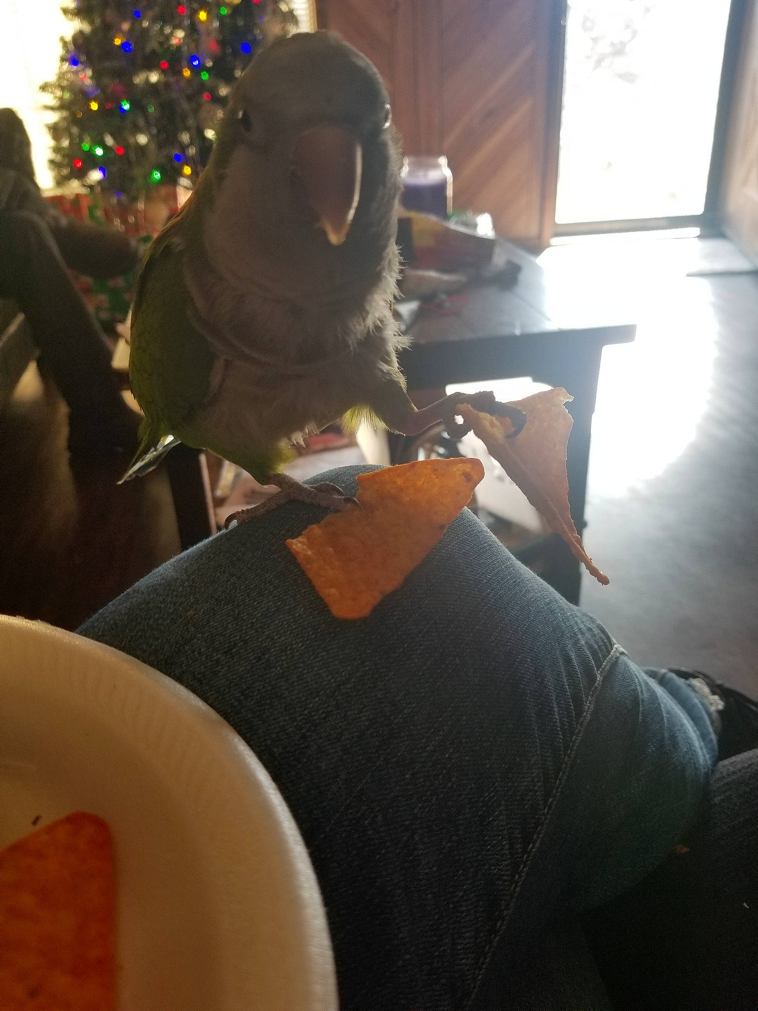 Mumble joined the competition — help win amazing prizes! tree