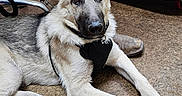 Loki joined the competition — help win amazing prizes! dog, german_shepherd, puppy, indoor, floor, leash, harness, ears, paw, brown_floor, animal, pet, canine, alert, lying_down, close_up, watching, young_dog, domestic_animal, person_leg