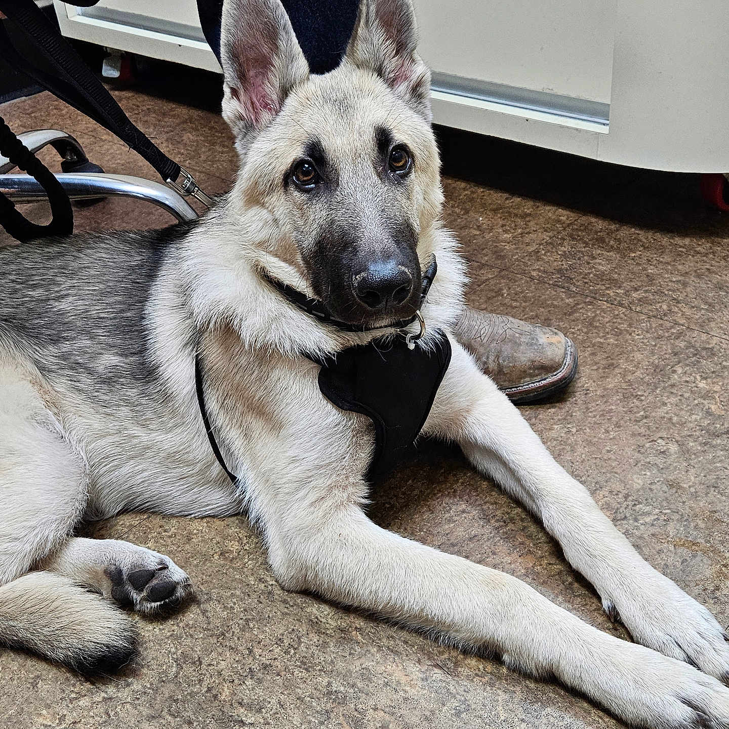 Loki