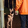 Loki joined the competition — help win amazing prizes! dog, german_shepherd, person, orange_sweatshirt, tennis_balls, backyard, night, play, attention, standing, grass, wood, stone, collar, pet, outdoor, animal, waiting, dark, casual_clothing