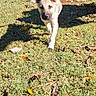 Loki joined the competition — help win amazing prizes! puppy, dog, grass, yard, outdoor, sunlight, stairs, wooden, leaves, pet, animal, nature, walking, young, canine, daylight, door, frontyard, playful, curious