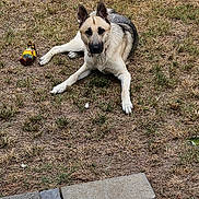 Loki is registered to the contest to win money with this photo: dog, german_shepherd, grass, toy, outdoor, pet, animal, pavement, stones, yard, looking, lying, fur, ears, brown, black, white, grass_patch, summer, daytime