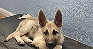 Loki joined the competition — help win amazing prizes! animal, bed, black_bed, canine, carpet, curious, cute, dog, domestic_animal, ears, fur, german_shepherd, indoor, laying_down, looking, pet, puppy, resting, wall, young