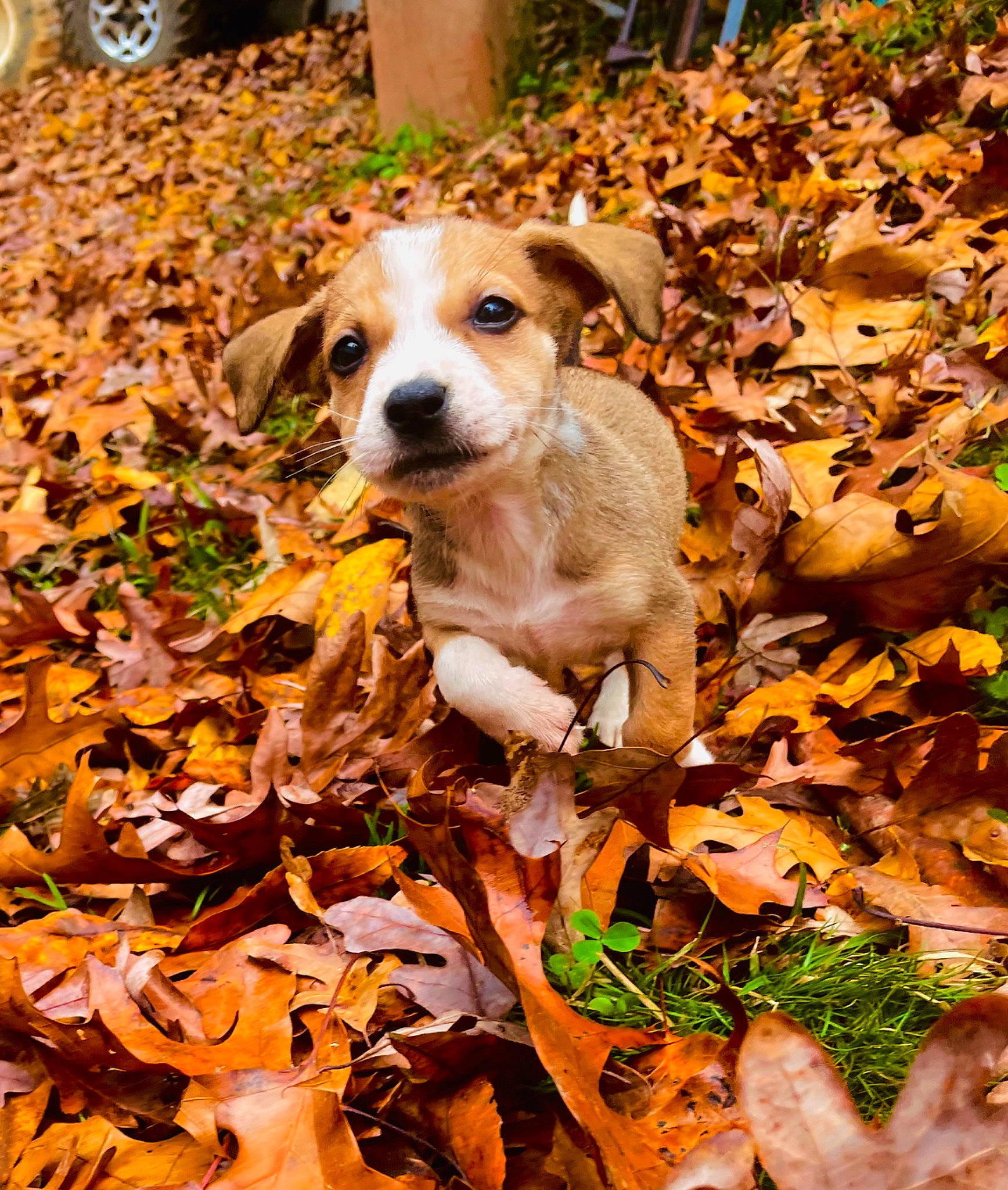 Peanut joined the competition — help win amazing prizes! autumn, canidae, carnivore, companion_dog, deciduous, dog, dog_breed, fawn, grass, irishjacks, paw, plant, soil, sporting_group, street_dog, tail, terrestrial_animal, terrier, whiskers, working_animal