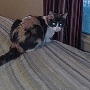 Pickle is registered to the contest to win money with this photo: cat, calico_cat, bedspread, striped, indoor, window, curtains, pet, animal, feline, tail, fur, looking_back, cozy, home, domestic, resting, striped_curtains, night, glowing_eyes