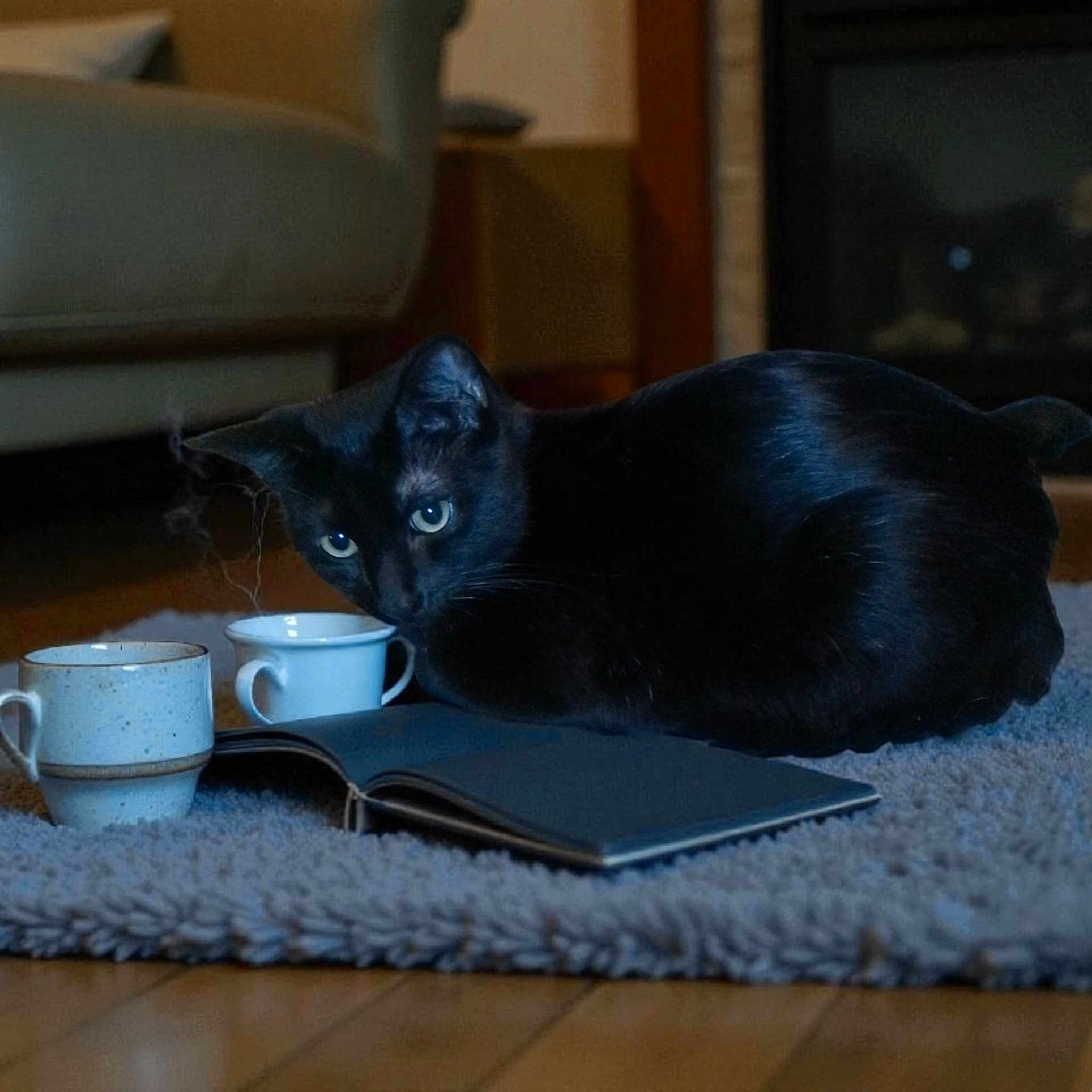Vegas is registered to the contest to win money with this photo: animal, black_cat, book, cat, cozy, cup, curious, curled_up, domestic, furniture, home, indoor, leisure, mug, pet, quiet, relaxation, rug, steam, wooden_floor