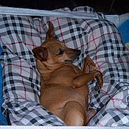 Paco a rejoint le concours — aidez-le/la à gagner de superbes lots ! animal, bedding, blanket, brown_dog, canine, comfort, cozy, dog, ears, fur, home, indoor, pattern, pet, plaid_blanket, relaxed, resting, side_view, sleeping_area, soft_texture