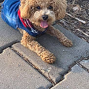 Wrigley is registered to the contest to win money with this photo: dog, curly_fur, denim_jacket, scarf, outdoor, sidewalk, concrete, tongue_out, happy, pet, canine, brown_fur, leaves, twigs, closeup, animal, cute, summer, sunlight, laying_down