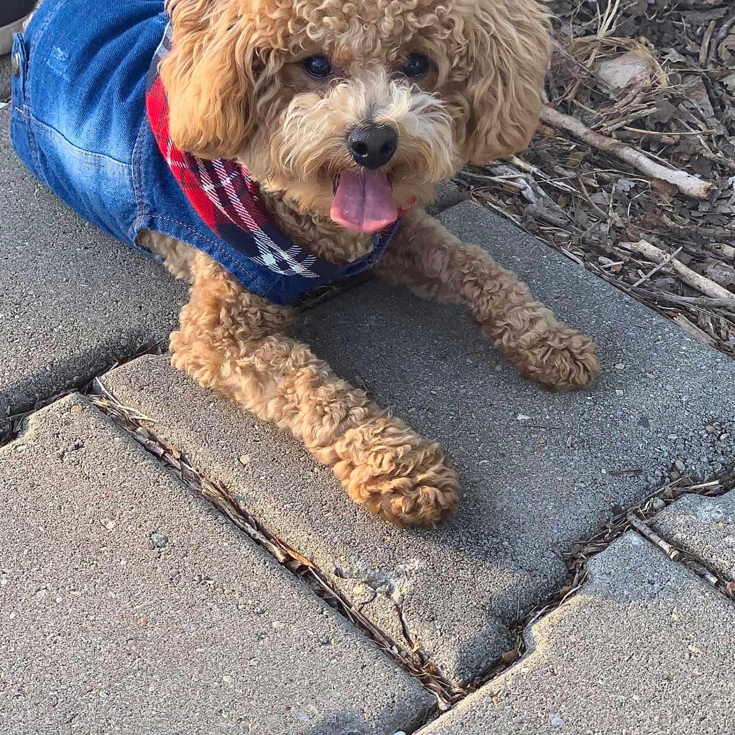 Wrigley is registered to the contest to win money with this photo: animal, brown_fur, canine, closeup, concrete, curly_fur, cute, denim_jacket, dog, happy, laying_down, leaves, outdoor, pet, scarf, sidewalk, summer, sunlight, tongue_out, twigs