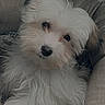 dog, white_dog, fluffy, pet, cute, dog_bed, indoor, cozy, fur, animal, portrait, head_tilt, small_dog, comfortable, relaxed, looking_at_camera, soft_lighting, domestic_animal, companion, adorable