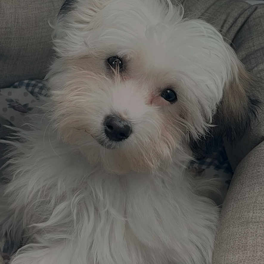 Eliott a rejoint le concours — aidez-le/la à gagner de superbes lots ! dog, white_dog, fluffy, pet, cute, dog_bed, indoor, cozy, fur, animal, portrait, head_tilt, small_dog, comfortable, relaxed, looking_at_camera, soft_lighting, domestic_animal, companion, adorable