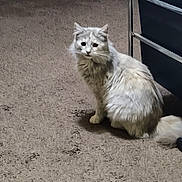 Chloe joined the competition — help win amazing prizes! beige_carpet, carpet, cat, corner, dresser, ears, floor, fluffy, furniture, grey_fur, indoor, long_fur_cat, looking_at_camera, metal_frame, pet, sitting, soft_lighting, tail, watermark, whiskers