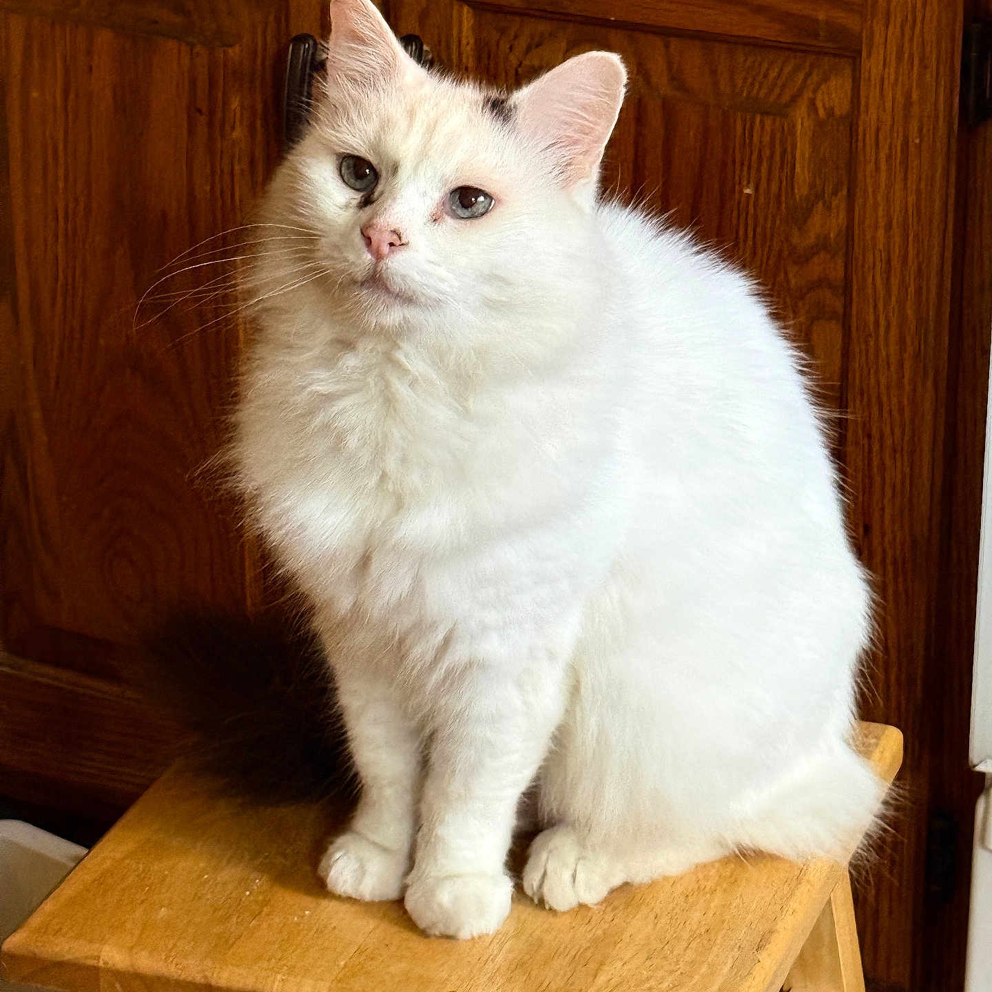 Gabe joined the competition — help win amazing prizes! cat, white_cat, fluffy, sitting, wooden_stool, wooden_cabinet, indoor, pet, feline, fur, animal, domestic_animal, cute, whiskers, ears, face, eyes, nose, paws, calm