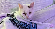 Gabe is registered to the contest to win money with this photo: animal, bed, blanket, butterfly_pattern, cat, cozy, cute, domestic, feline, fur, headboard, indoor, pet, pillow, purple_light, relaxing, resting, snuggled, soft_texture, white_cat