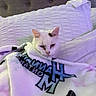 Gabe is registered to the contest to win money with this photo: cat, blanket, bed, pillow, headboard, indoor, resting, white_cat, cozy, soft_texture, butterfly_pattern, purple_light, feline, snuggled, pet, fur, cute, animal, relaxing, domestic