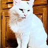 Gabe joined the competition — help win amazing prizes! cat, white_cat, animal, pet, feline, sitting, wooden_surface, indoor, cabinet, fur, whiskers, ears, tail, portrait, closeup, domestic_cat, cute, fluffy, looking_away, relaxed
