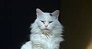 Gabe is registered to the contest to win money with this photo: cat, white_cat, fluffy, sitting, indoor, sunlight, shadow, carpet, pet, feline, fur, animal, portrait, calm, majestic, closeup, domestic_cat, whiskers, ears, tail