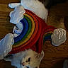 cat, white_cat, costume, rainbow, clouds, floor, wooden_floor, pet, animal, fluffy, cute, indoor, feline, looking_up, colorful, playful, domestic_cat, fur, whiskers, ears