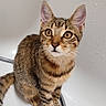 Shelby a rejoint le concours — aidez-le/la à gagner de superbes lots ! cat, kitten, tabby, bathtub, water_droplets, indoor, pet, fur, whiskers, ears, curious, animal, small, sitting, looking_up, domestic_cat, close_up, cute, young, playful