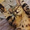 Shelby a rejoint le concours — aidez-le/la à gagner de superbes lots ! cat, tabby, sleeping, stretching, pet, animal, fur, whiskers, ears, bedspread, pattern, indoor, cozy, relaxed, cute, mammal, paw, resting, domestic, feline