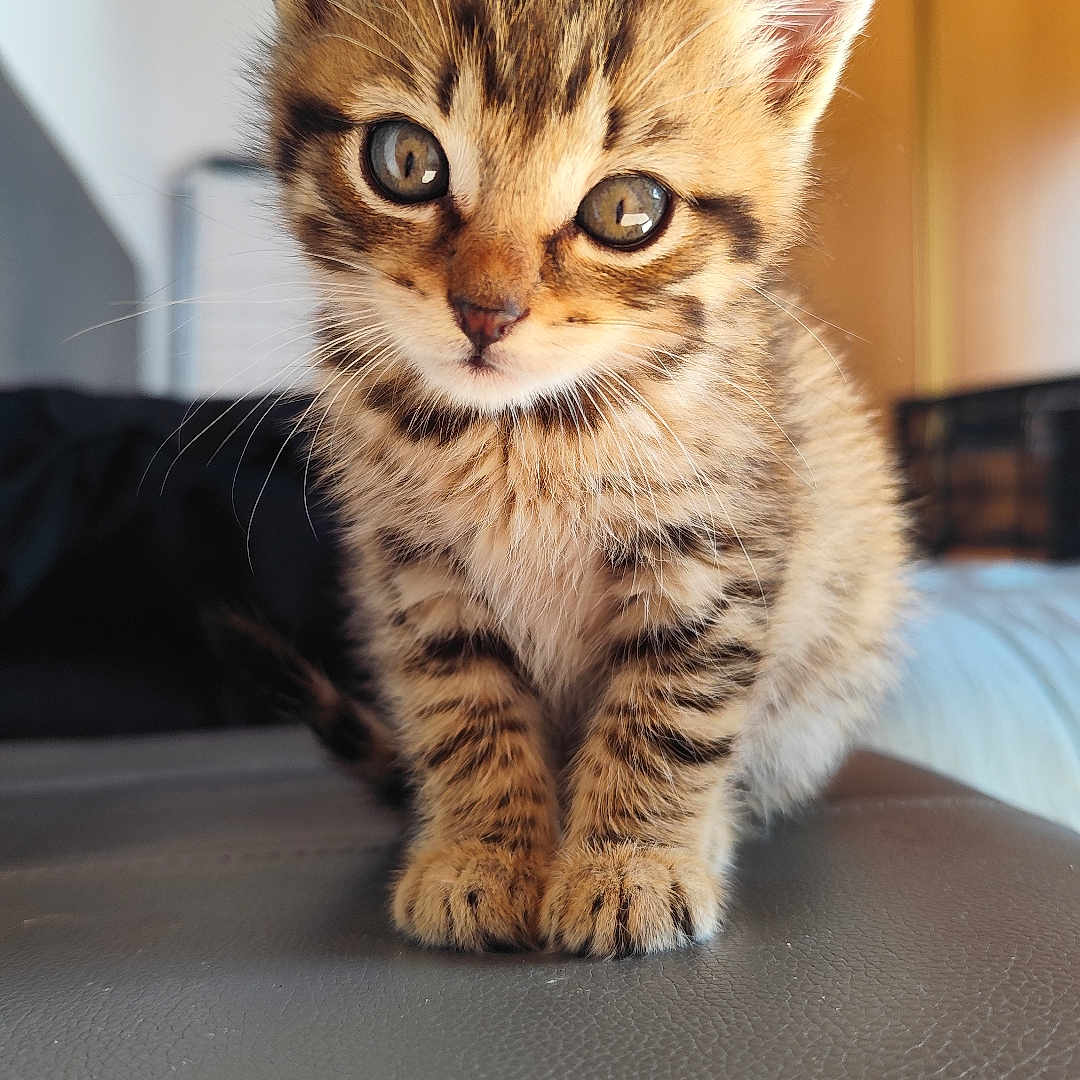 Shelby a rejoint le concours — aidez-le/la à gagner de superbes lots ! kitten, cat, tabby, pet, animal, fur, indoor, cute, small, young, whiskers, ears, eyes, sitting, leather, portrait, curious, feline, domestic, fuzzy
