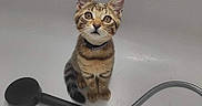 Shelby a rejoint le concours — aidez-le/la à gagner de superbes lots ! cat, kitten, tabby, bathtub, showerhead, pet, animal, curious, indoor, water_droplets, fur, whiskers, ears, collar, young, small, cute, looking_up, bathroom, domestic