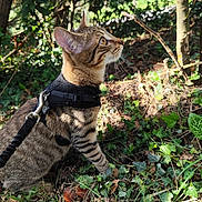 Shelby participe au concours pour gagner de l'argent avec cette photo : cat, tabby, harness, leash, outdoor, nature, greenery, foliage, sunlight, tree, grass, ivy, pet, animal, curious, side_view, mammal, forest_floor, whiskers, alert