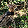 cat, tabby, harness, leash, outdoor, nature, greenery, foliage, sunlight, tree, grass, ivy, pet, animal, curious, side_view, mammal, forest_floor, whiskers, alert