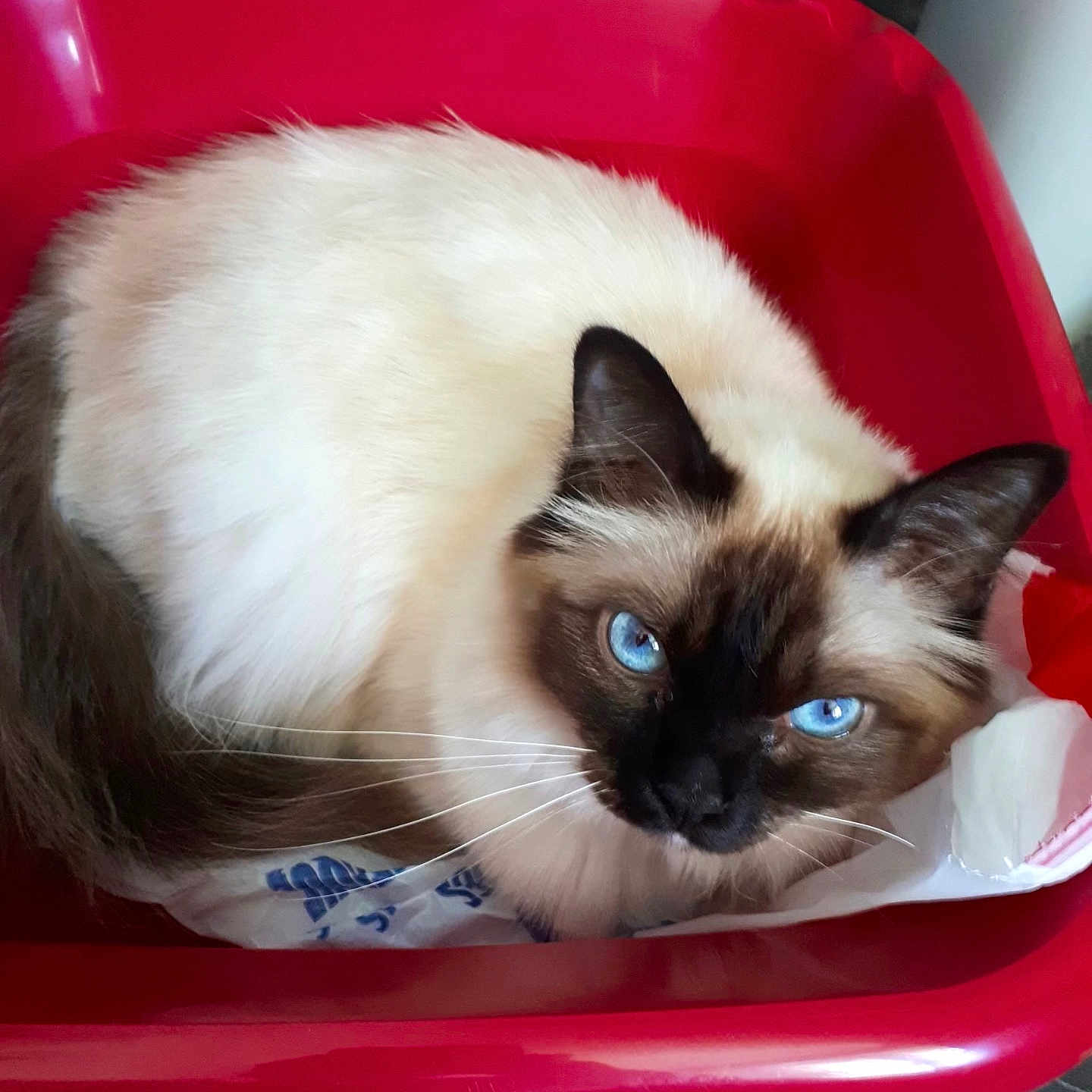 Ninix a rejoint le concours — aidez-le/la à gagner de superbes lots ! animal, art, basket, bed, bowl, cat, furniture, jar, kitten, manx, pet, plant, planter, porcelain, pottedplant, pottery, siamese, tray, tub, vase