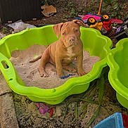 Biggy participe au concours pour gagner de l'argent avec cette photo : puppy, dog, sandbox, sand, green, toy, outdoor, play, garden, pet, cute, animal, young, brown, plastic, nature, dirt, leaf, fun, summer