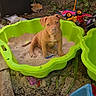 puppy, dog, sandbox, sand, green, toy, outdoor, play, garden, pet, cute, animal, young, brown, plastic, nature, dirt, leaf, fun, summer