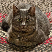 Herman is registered to the contest to win money with this photo: cat, gray_cat, tabby, green_eyes, indoor, carpet, patterned_carpet, pet, feline, loaf_position, collar, bell, fur, whiskers, cute, domestic_cat, animal, mammal, resting, closeup