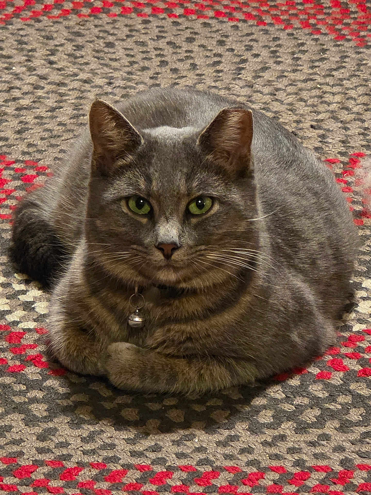 Herman is registered to the contest to win money with this photo: cat, gray_cat, tabby, green_eyes, indoor, carpet, patterned_carpet, pet, feline, loaf_position, collar, bell, fur, whiskers, cute, domestic_cat, animal, mammal, resting, closeup
