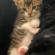 Chow joined the competition — help win amazing prizes! kitten, cat, tabby, white_paws, cute, furry, pet, animal, closeup, soft, cozy, sleepy, whiskers, young, small, indoor, fur, claws, relaxed, adorable