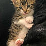 kitten, cat, tabby, white_paws, cute, furry, pet, animal, closeup, soft, cozy, sleepy, whiskers, young, small, indoor, fur, claws, relaxed, adorable