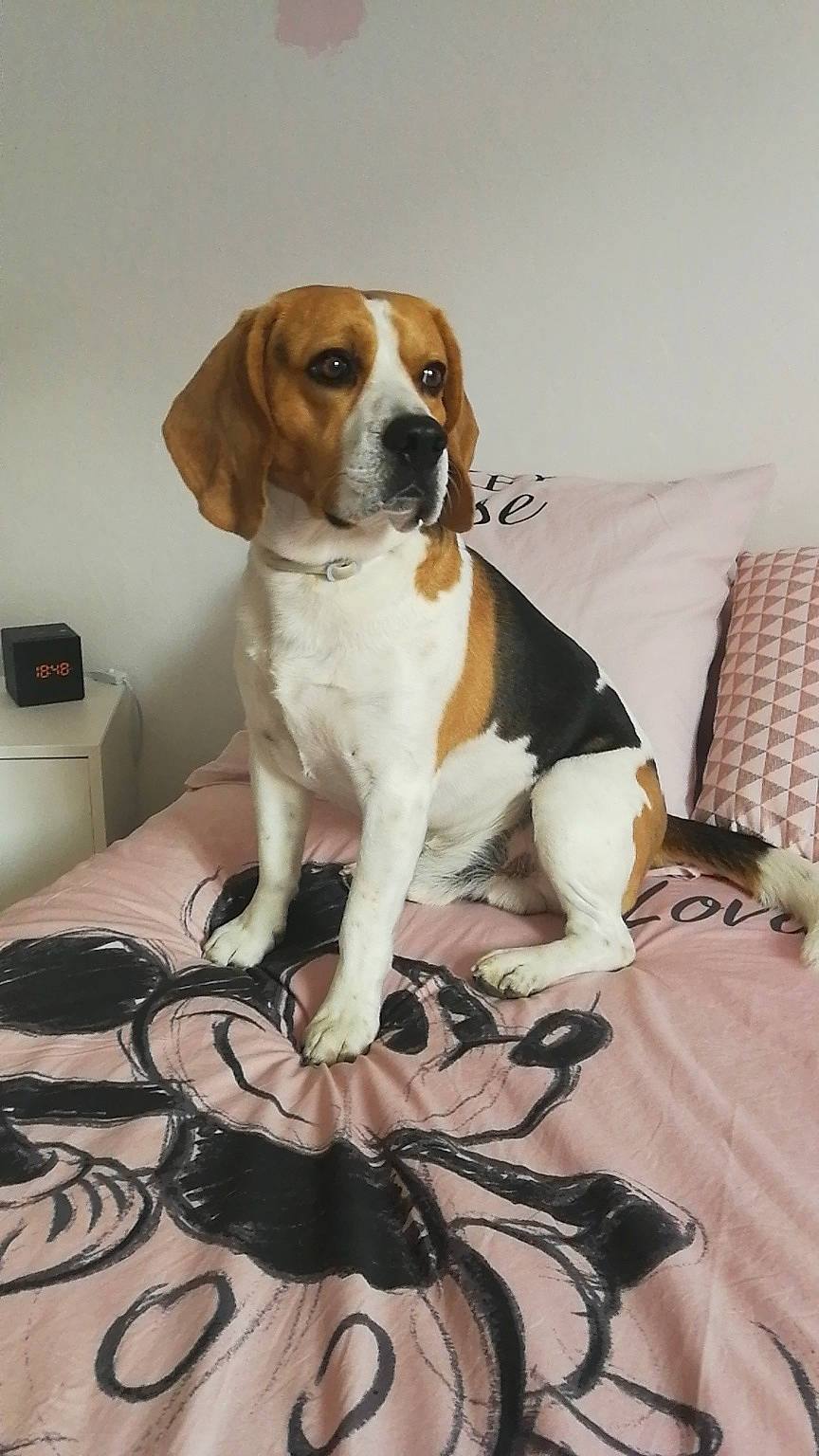 Joey a rejoint le concours — aidez-le/la à gagner de superbes lots ! american_foxhound, beagle, beagle_harrier, beaglier, canidae, carnivore, companion_dog, dog, dog_breed, english_foxhound, estonian_hound, finnish_hound, hamiltonstovare, harrier, hound, mammal, pocket_beagle, serbian_tricolour_hound, treeing_walker_coonhound, vertebrate