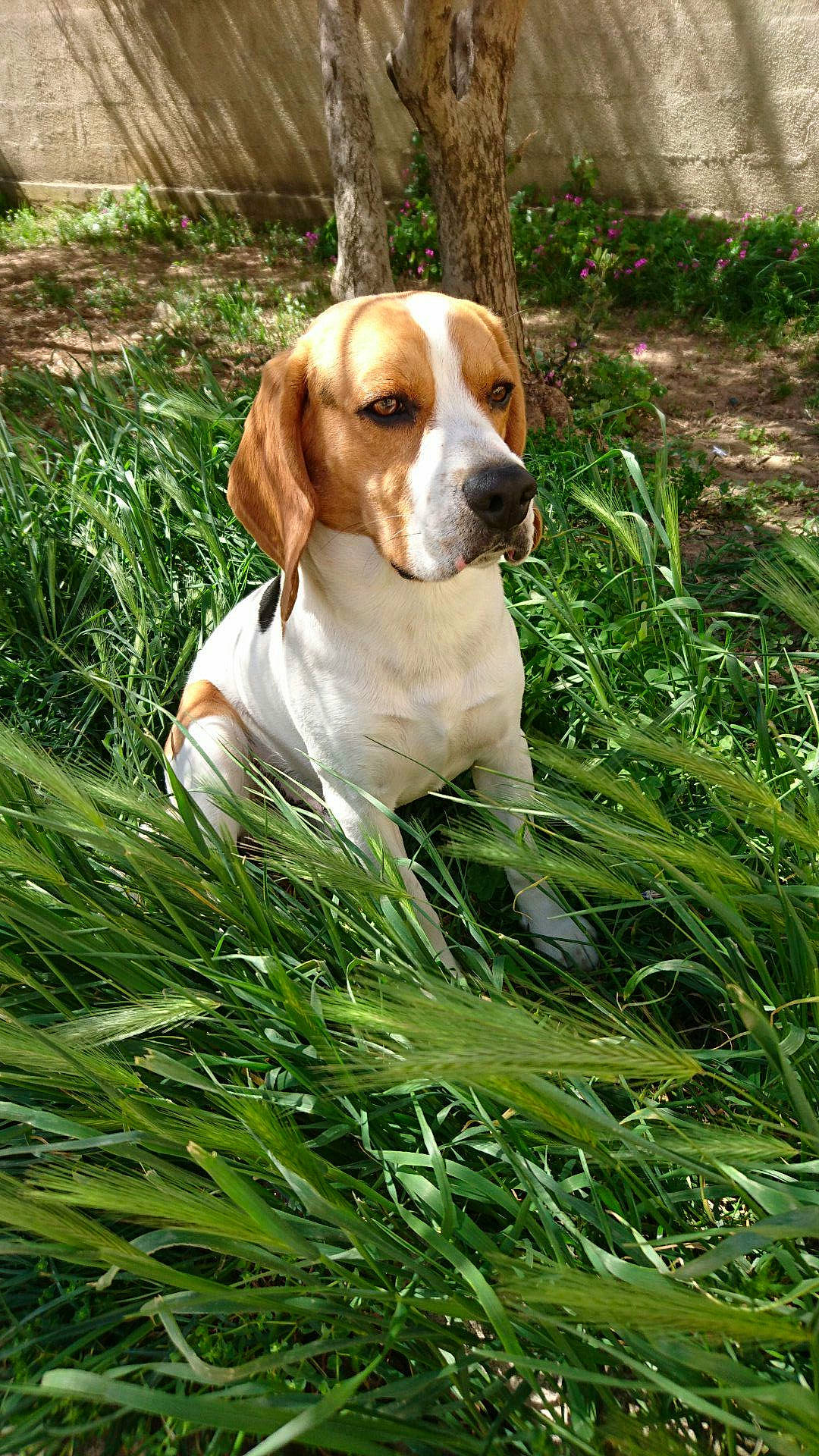 Joey participe au concours pour gagner de l'argent avec cette photo : american_foxhound, beagle, braque_saint_germain, canidae, carnivore, companion_dog, dog, dog_breed, estonian_hound, finnish_hound, grass, harrier, hound, hunting_dog, mammal, pointer, posavac_hound, rare_breed_dog, sporting_group, vertebrate