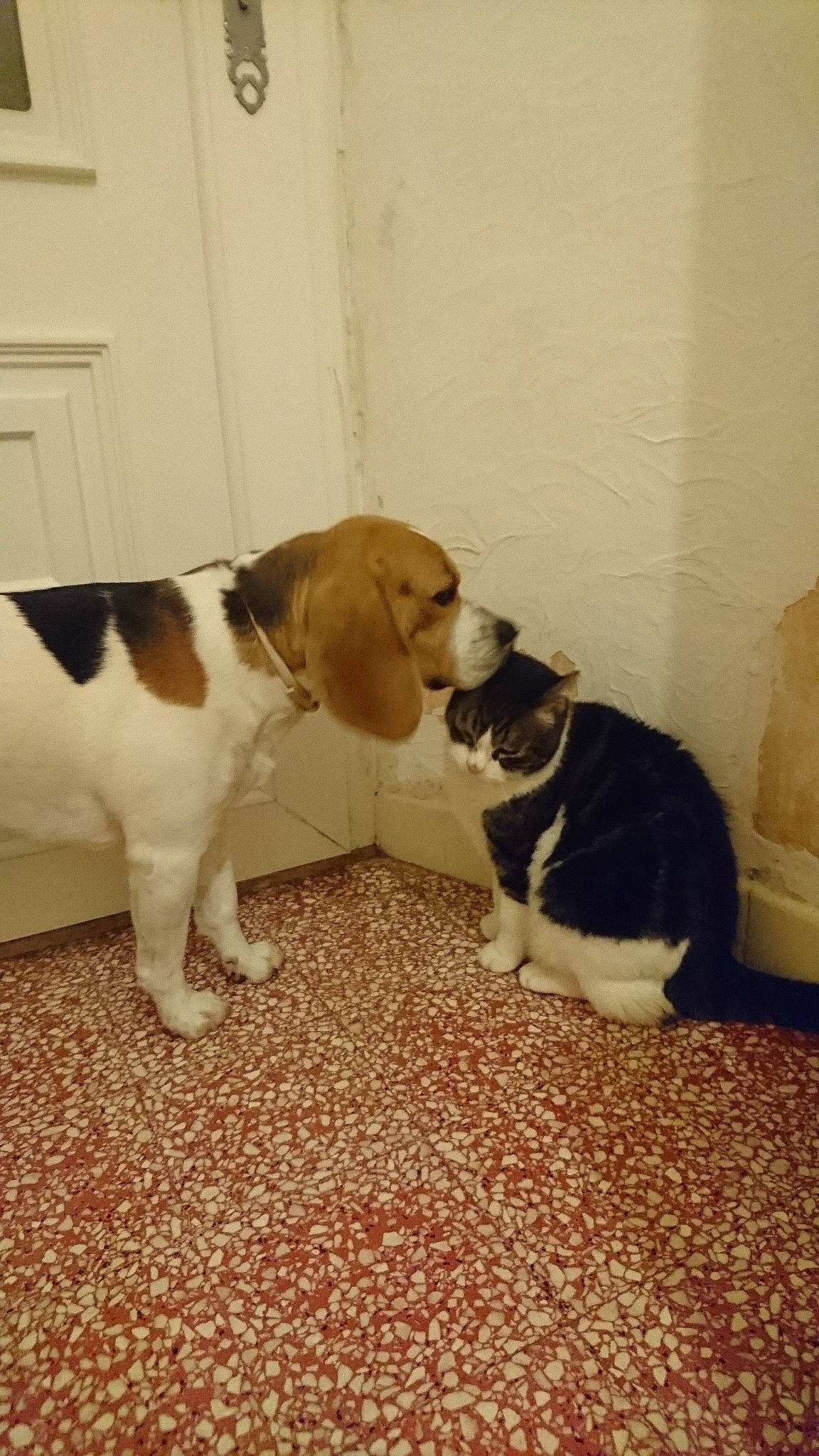 Gaspard a rejoint le concours — aidez-le/la à gagner de superbes lots ! american_foxhound, beagle, beagle_harrier, beaglier, canidae, carnivore, companion_dog, coonhound, dog, dog_breed, estonian_hound, harrier, hound, mammal, pocket_beagle, rare_breed_dog, scent_hound, sporting_group, treeing_walker_coonhound, vertebrate