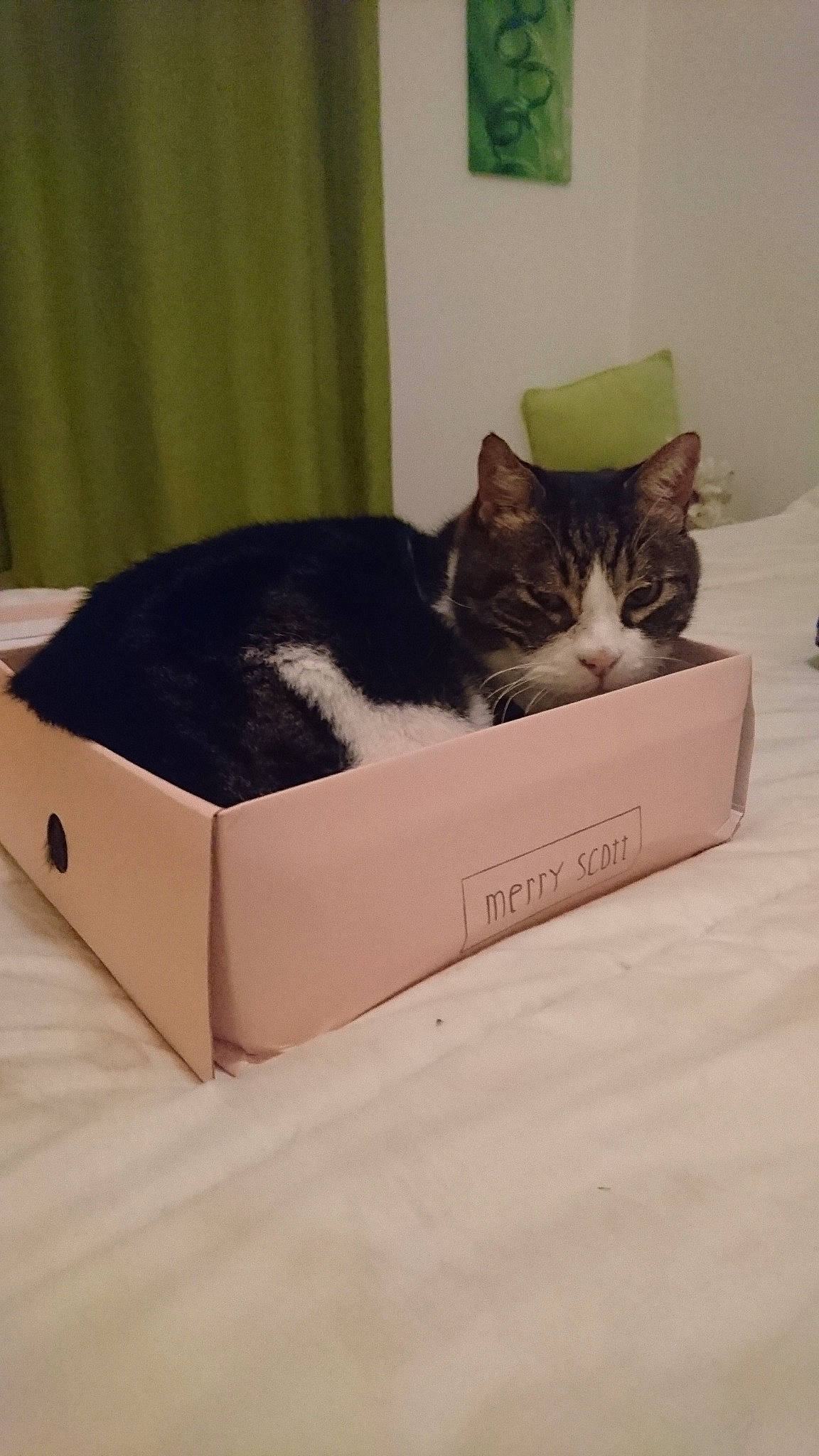 Gaspard participe au concours pour gagner de l'argent avec cette photo : bed, box, cardboard, carnivore, carton, cat, cat_bed, cat_supply, domestic_short_haired_cat, european_shorthair, felidae, furniture, kitten, packaging_and_labeling, pet_supply, small_to_medium_sized_cats, tail, whiskers