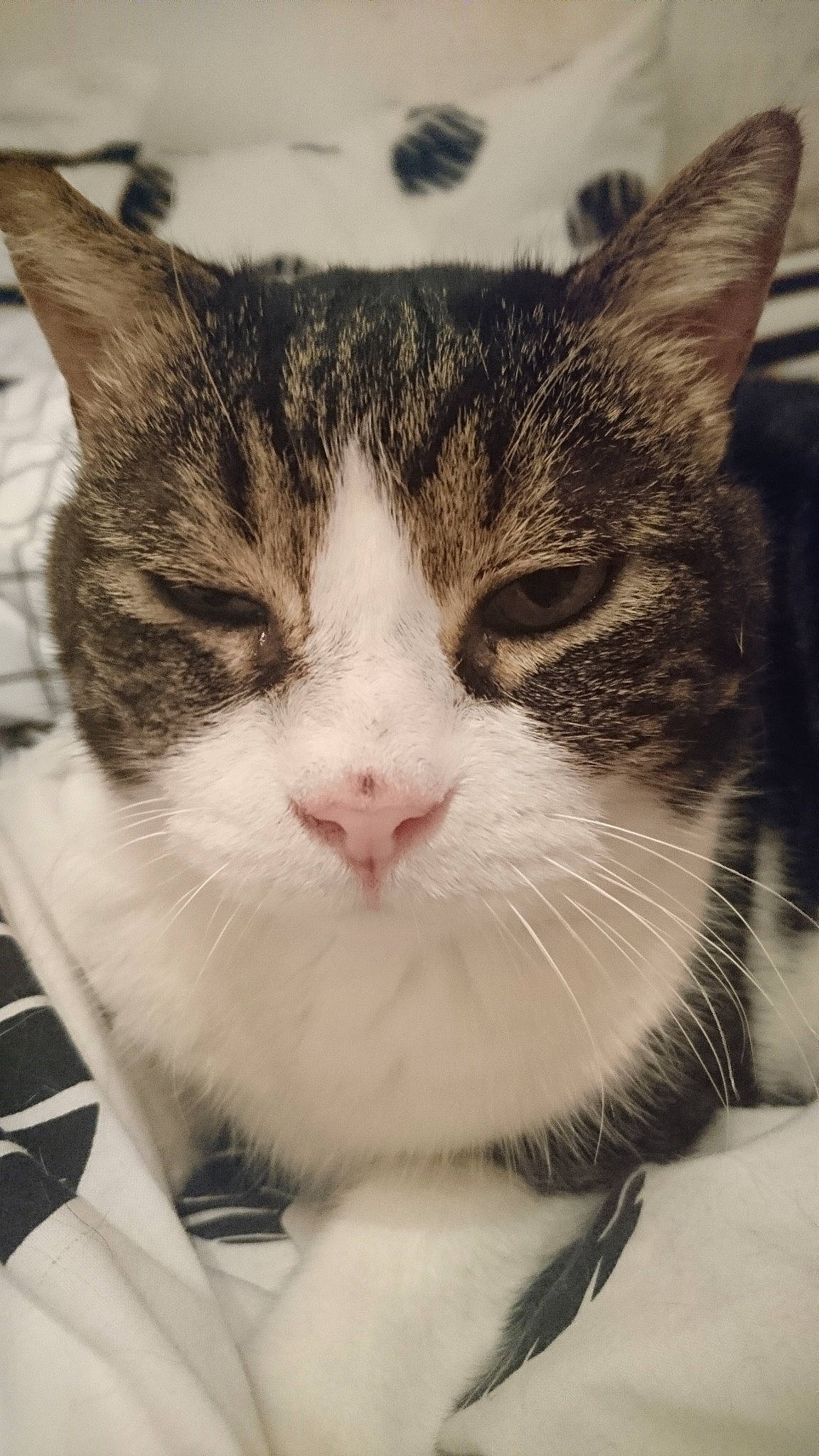 Gaspard participe au concours pour gagner de l'argent avec cette photo : aegean_cat, american_shorthair, american_wirehair, asian, carnivore, cat, domestic_short_haired_cat, european_shorthair, eye, felidae, fur, kitten, mammal, nose, polydactyl_cat, small_to_medium_sized_cats, snout, tabby_cat, whiskers