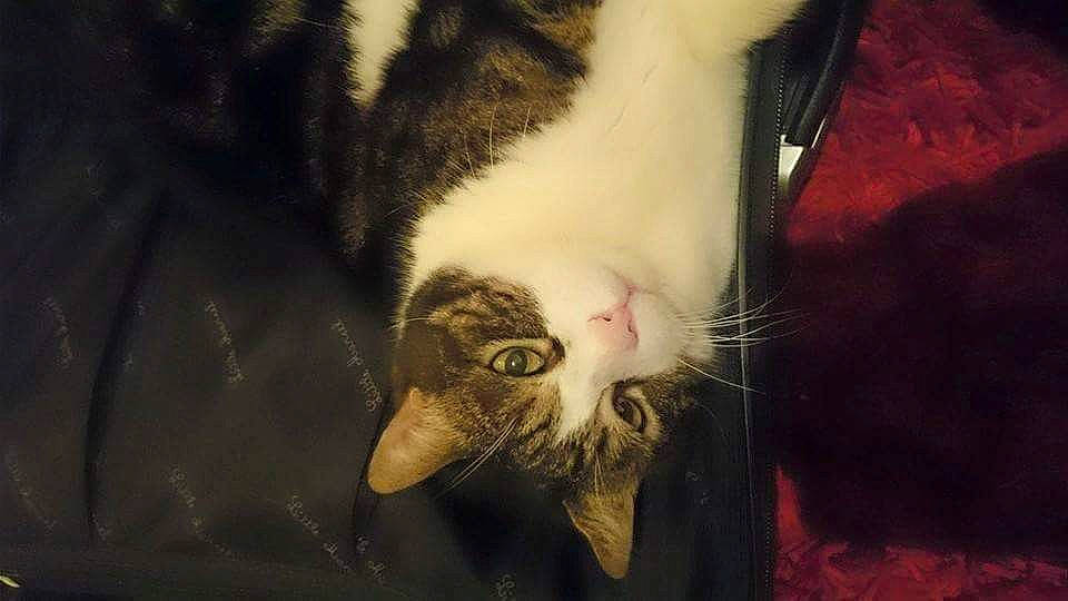 Gaspard participe au concours pour gagner de l'argent avec cette photo : carnivore, cat, domestic_short_haired_cat, ear, european_shorthair, eye, felidae, fur, kitten, nose, organ, polydactyl_cat, sky, small_to_medium_sized_cats, snout, tabby_cat, whiskers