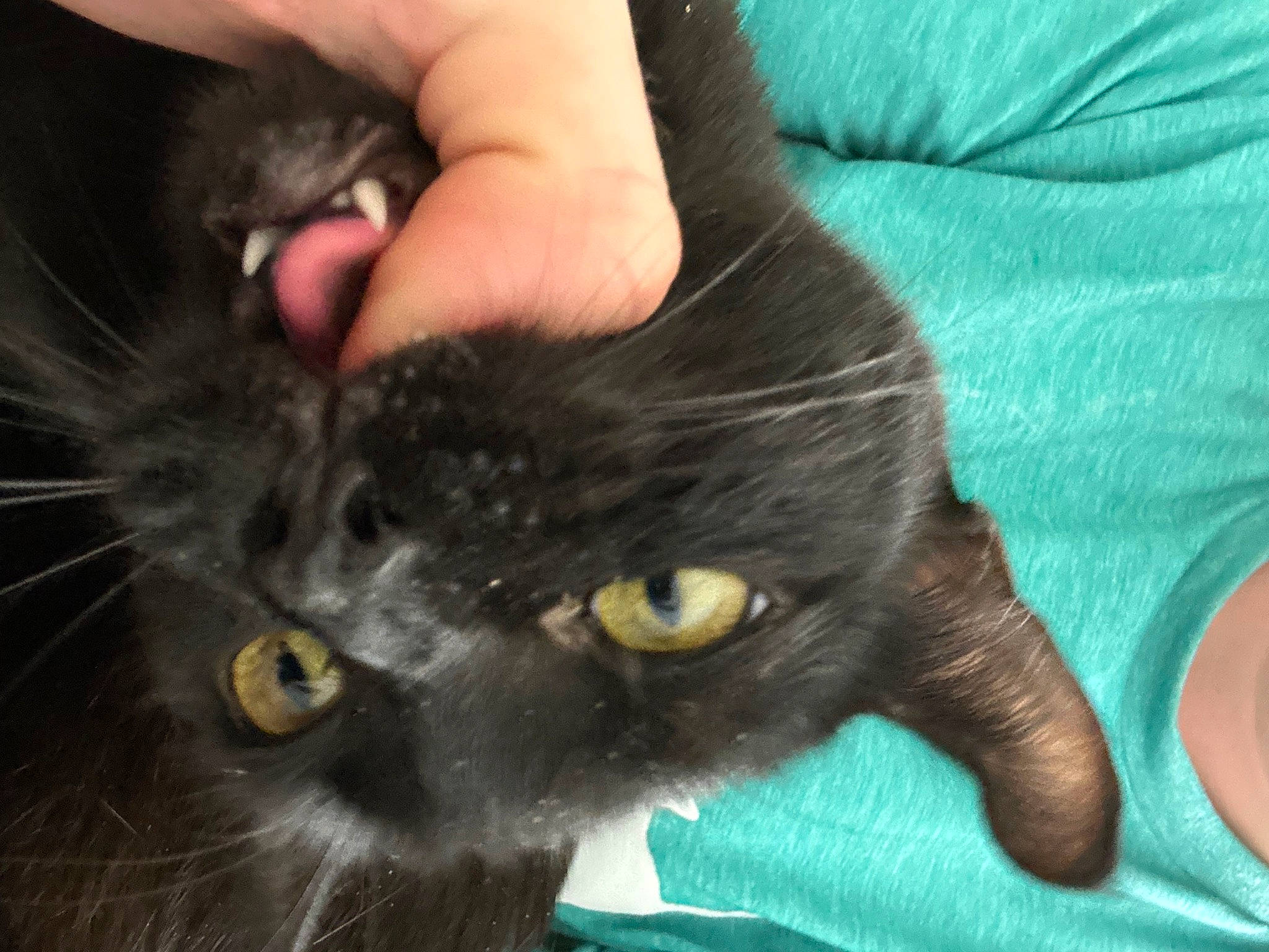 Kida is registered to the contest to win money with this photo: black_cat, bombay, carnivore, cat, claw, comfort, domestic_short_haired_cat, ear, eye, felidae, finger, fur, gesture, iris, nail, small_to_medium_sized_cats, snout, tail, thumb, whiskers