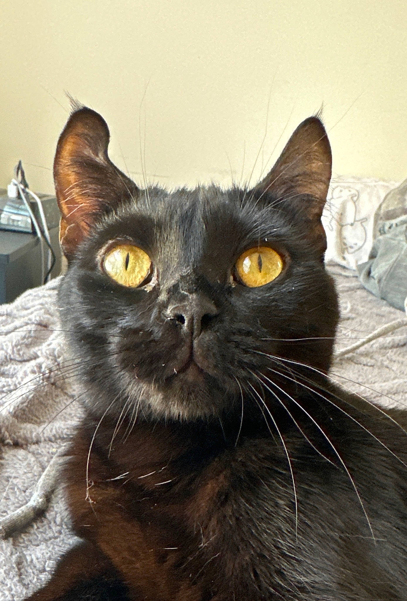 Kida is registered to the contest to win money with this photo: black_cat, bombay, carnivore, cat, domestic_short_haired_cat, eye, felidae, fur, small_to_medium_sized_cats, snout, terrestrial_animal, whiskers, working_animal